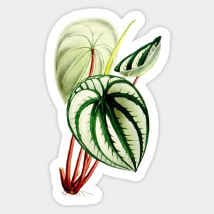 Peperomia argyreia - Curtis' botanical magazine - Botanical Illustration Sticker